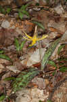 Dogtooth violet